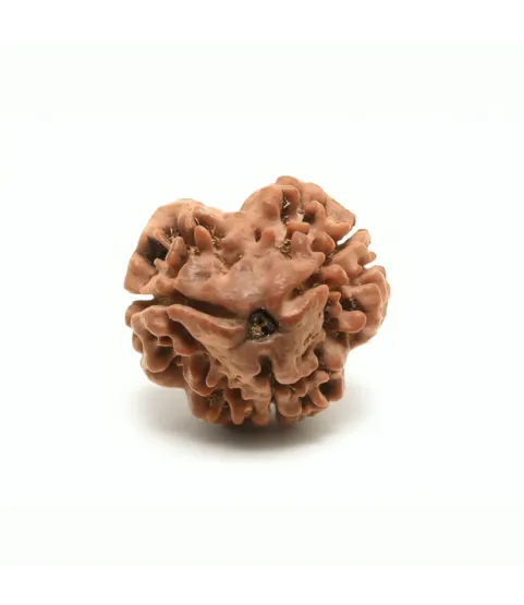 Rameshwaram 3 Mukhi Rudraksha
